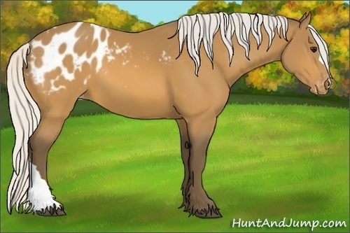 Horse Color:Silver Buckskin Appaloosa 