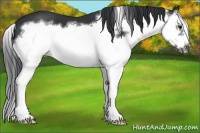 Horse Color:Black Sabino Splash Frame