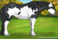 Horse Color:Black Splash Frame