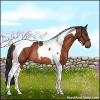 Horse Color:Brown Tobiano Rabicano
