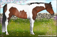 Horse Color:Gray Brown Tobiano Rabicano 