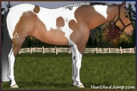 Horse Color:Bay Tobiano Rabicano