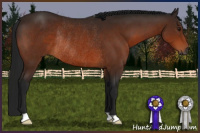 Horse Color:Gray Bay Rabicano