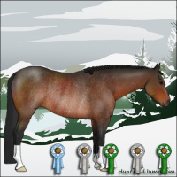 Horse Color:Gray Bay Rabicano