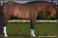 Horse Color:Gray Bay Rabicano