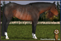 Horse Color:Gray Brown Rabicano 