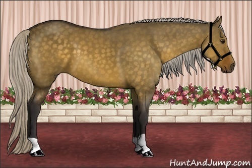 Horse Color:Silver Buckskin Dun 