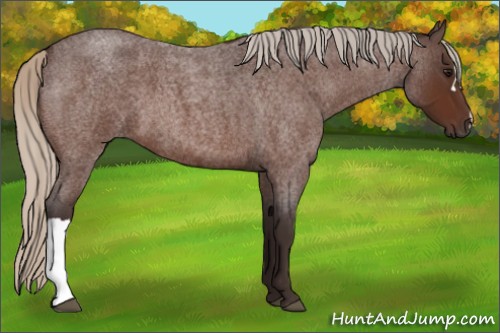 Horse Color:Silver Brown Roan 