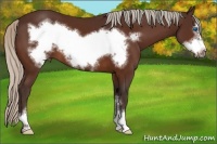 Horse Color:Silver Bay Sabino Frame 
