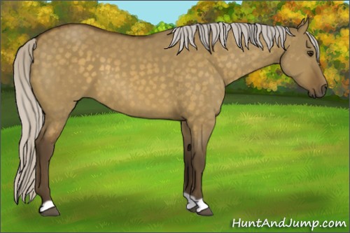 Horse Color:Silver Buckskin Dun
