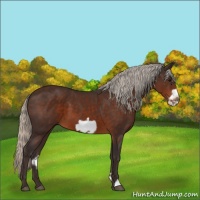 Horse Color:Silver Brown Frame 