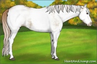Horse Color:White Spotted Liver Red Dun Splash
