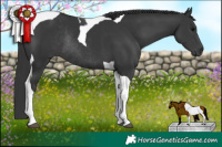 Horse Color:Black Tobiano Rabicano