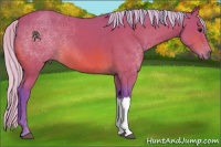 Horse Color:Watercolor Silver Brown 