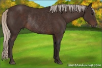 Horse Color:Silver Brown Rabicano 
