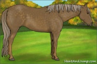 Horse Color:Chocolate Palomino 