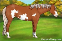 Horse Color:Silver Bay Frame