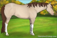 Horse Color:Sable Champagne Dun Varnish 
