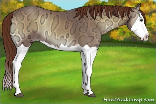 Horse Color:Red Onyx Ice Splash