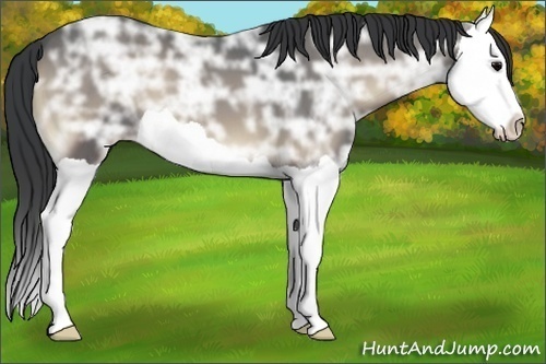 Horse Color:Blue Onyx Ice Splash
