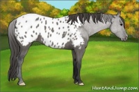 Horse Color:Grullo Roan Appaloosa 