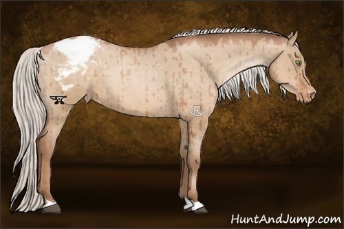 Horse Color:Silver Brown Pearl Dun Appaloosa 