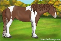 Horse Color:Chestnut Splash Tobiano