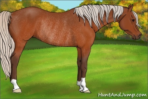 Horse Color:Silver Brown Rabicano 