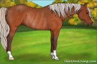 Horse Color:Silver Brown Rabicano 