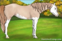 Horse Color:Gold Champagne Sabino Splash 