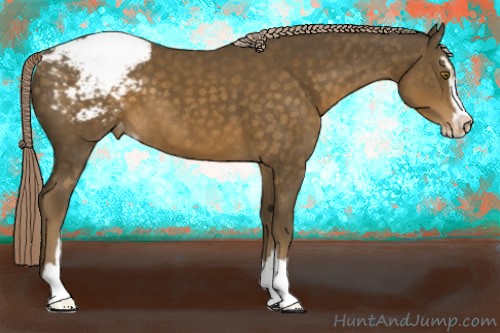 Horse Color:Chocolate Palomino Sabino Appaloosa 