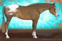 Horse Color:Chocolate Palomino Sabino Appaloosa