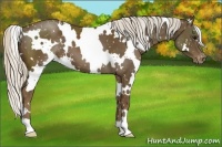 Horse Color:White Spotted Silver Smoky Black Appaloosa 