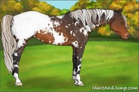 Horse Color:White Spotted Silver Buckskin Appaloosa