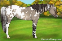 Horse Color:White Spotted Brown Dun Appaloosa 