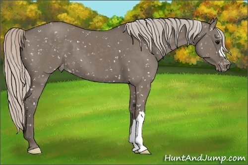 Horse Color:Silver Grullo Snowflake Varnish