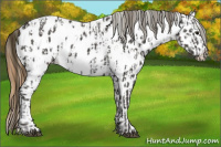 Horse Color:Smoky Black Near Leopard  and Gray Smoky Black Near Leopard 