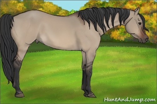 Horse Color:Bay Dun