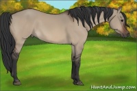 Horse Color:Bay Dun