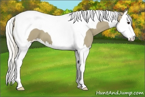 Horse Color:Silver Smoky Grullo Splash Tobiano