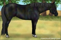 Horse Color:Midnight Black 