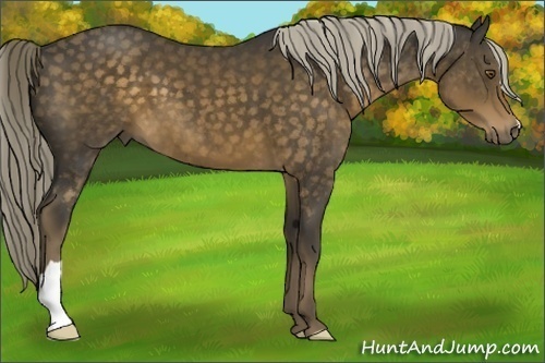Horse Color:Chocolate Palomino 