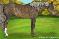 Horse Color:Chocolate Palomino 