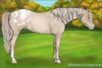 Horse Color:Chocolate Palomino Roan Pearl Sabino Blanket