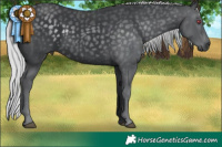 Horse Color:Silver Black Chinchilla