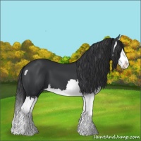 Horse Color:Black Splash 