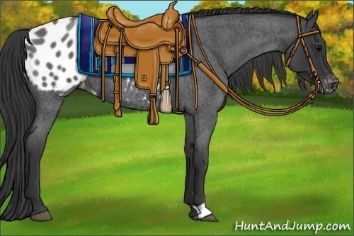 Horse Color:Blue Roan Appaloosa 