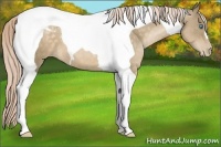 Horse Color:Chocolate Palomino Pearl Tobiano 