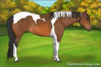 Horse Color:Bay Tobiano 