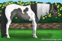 Horse Color:Black Tobiano 